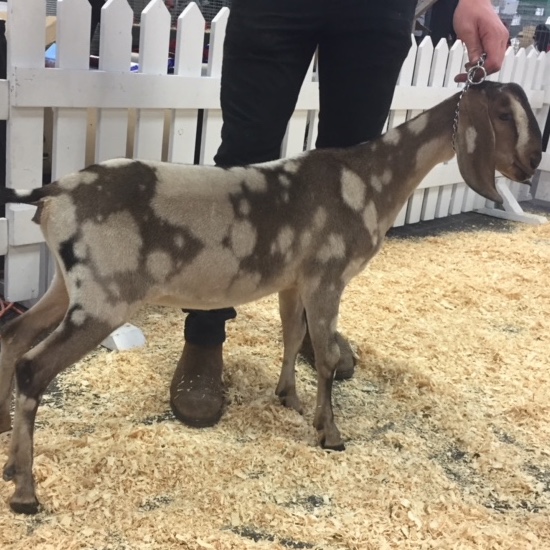 Nubian Dairy Goat Givernay Farm